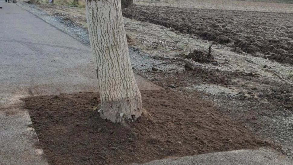 Dorel lovește din nou! Drum asfaltat cu tot cu copaci, la Hunedoara. Imaginile, virale pe internet 