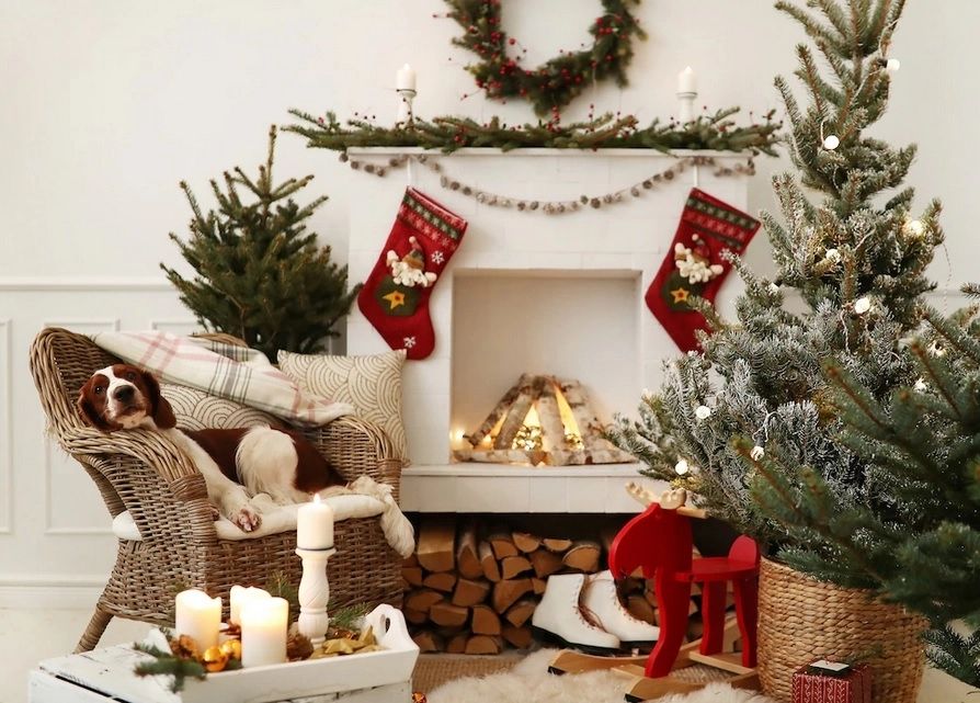 Cum alegi bradul de Crăciun ca să reziste cât mai mult. Acest truc simplu îl păstrează verde până în noaptea de Anul Nou!