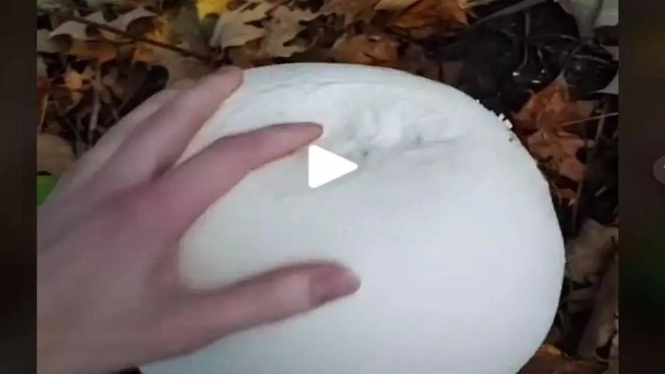 VIDEO – A găsit o ciupercă cu o formă ciudată în pădure. A luat-o acasă și a gătit-o, însă ce a urmat după este complet neașteptat