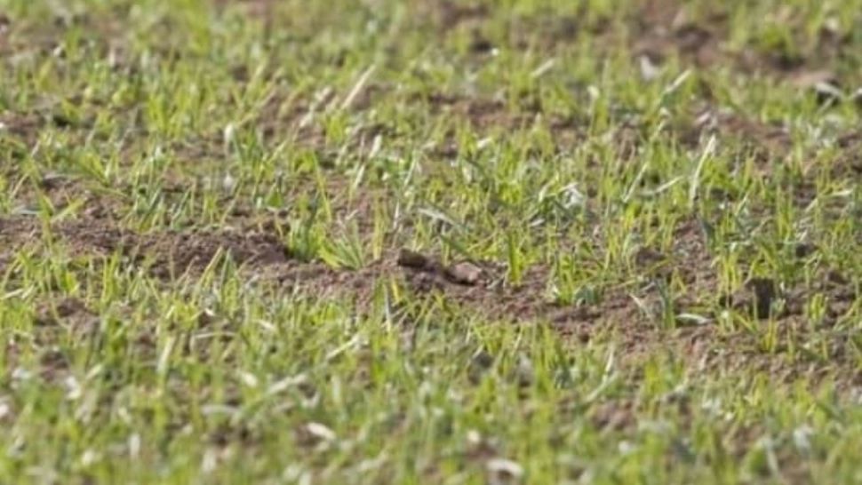 Găsește iepurele în cel mult 7 secunde! TESTUL pe care numai geniile îl trec