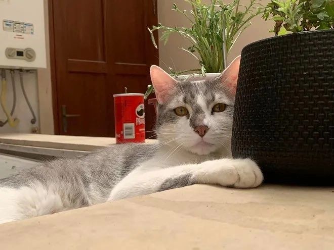 Un motan a pus pe jar o țară întreagă. Tito este căutat de un minister şi de 4 instituţii. 