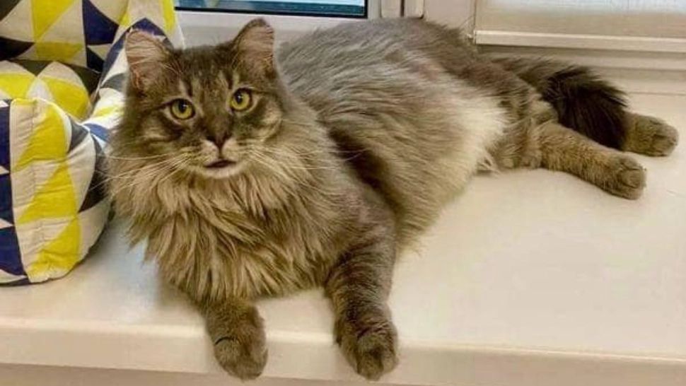 De ce pisica te așteaptă lângă uşă când vii acasă. Ce vrea să transmită