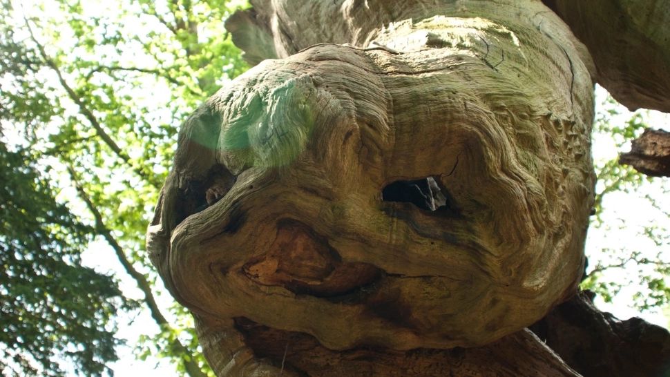 Părintele Cleopa și "extratereștii". Mărturia înfiorătoare a marelui pustnic: M-am prins de copac și m-am rugat - VIDEO  