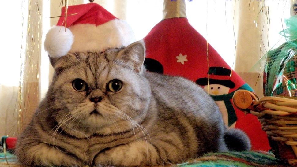 Crăciun cu pisica: cum vă puteți petrece sărbătorile în liniște