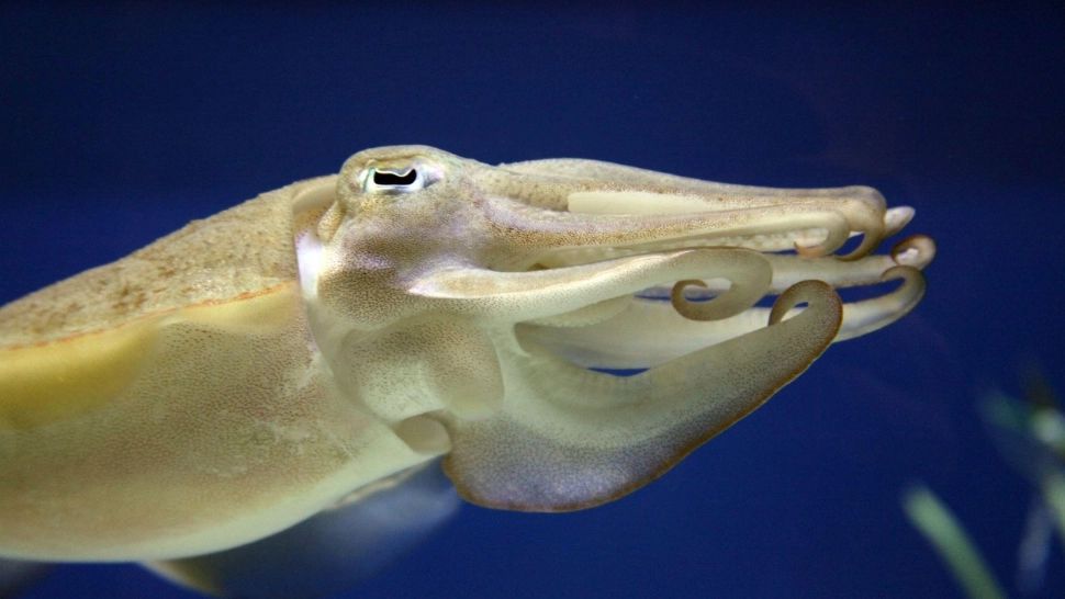 Cât de inteligente sunt CREATURILE din adâncurile mării. Cefalopodele au rezultate excepționale