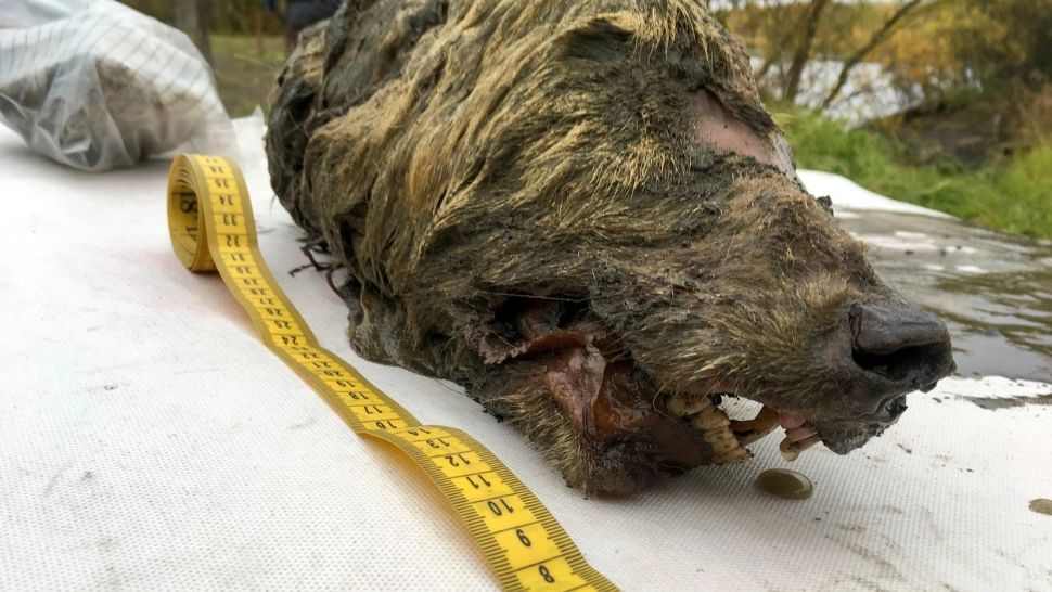 Virusuri ZOMBIE din Siberia, dezghețate și gata de acțiune. Cât de mare este pericolul