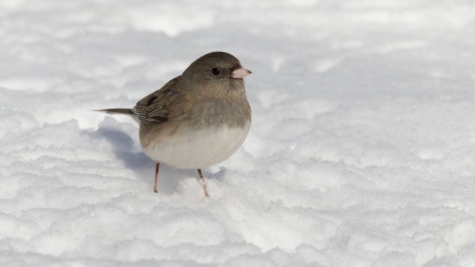 Schimbări radicale ale vremii, în România: strat de zăpadă și VISCOL