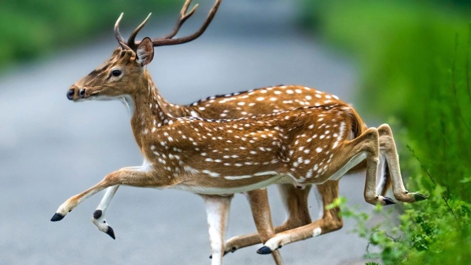Iluzia optică uluitoare surprinsă de un fotograf. Cerbul cu 8 picioare - FOTO