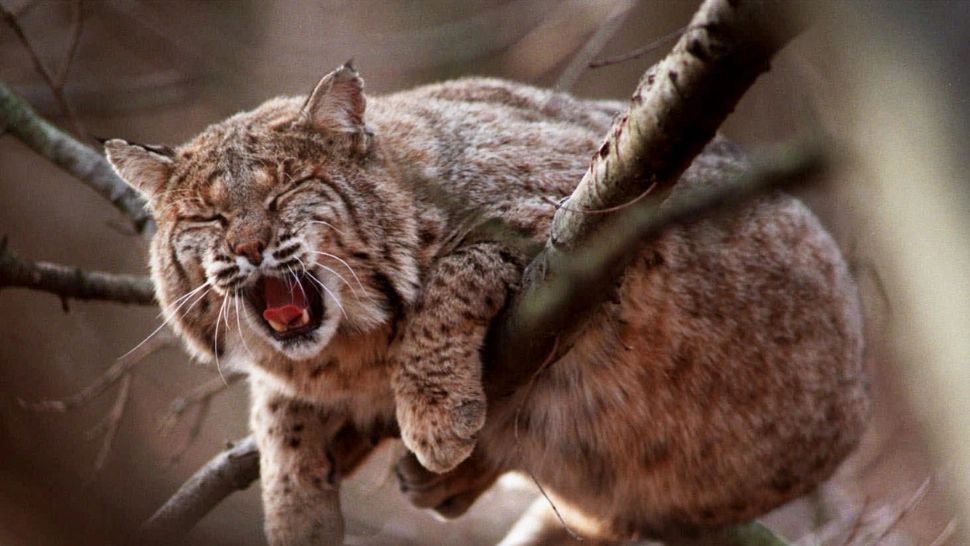 Pisicile trebuie să stea ÎN CASĂ. Studiul care pune capăt disputei privind locul felinelor