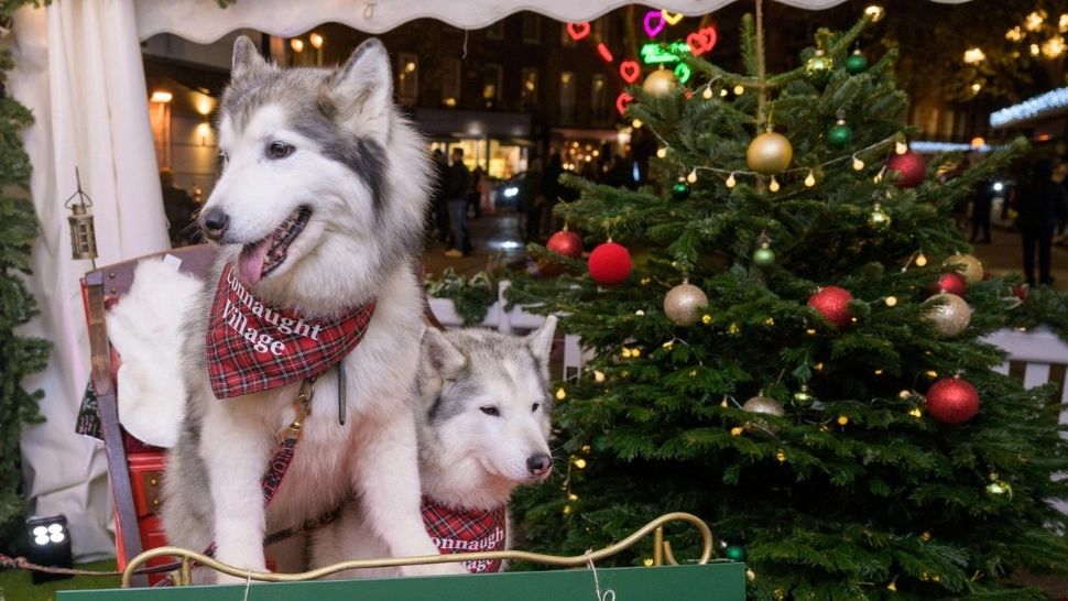 5 rase de câini pe care n-ar trebui să le cumpărați de prima dată