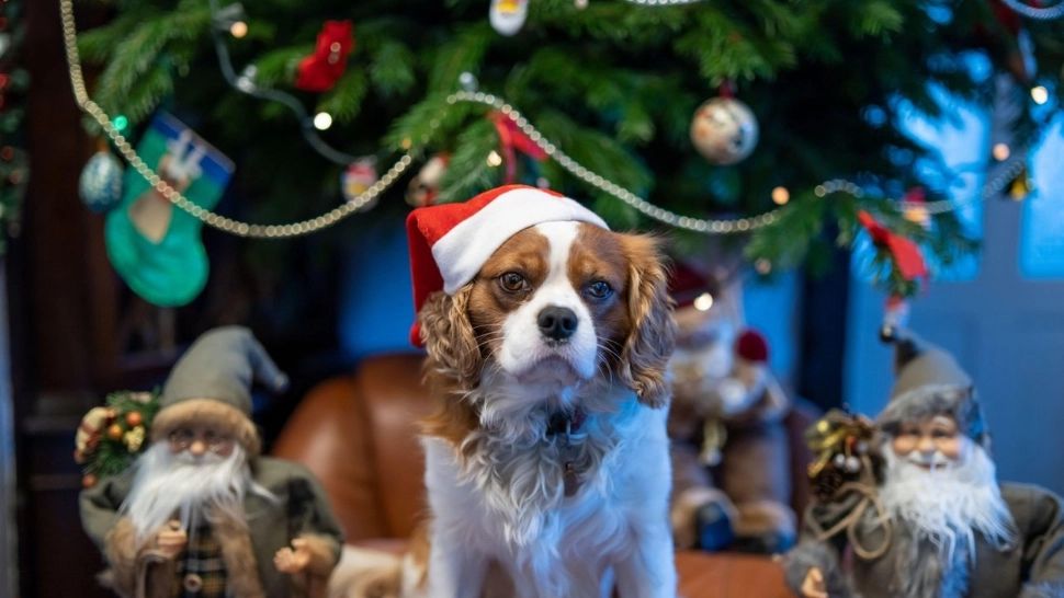 Câinele și bradul de sărbători. Cum evităm un Crăciun de coșmar