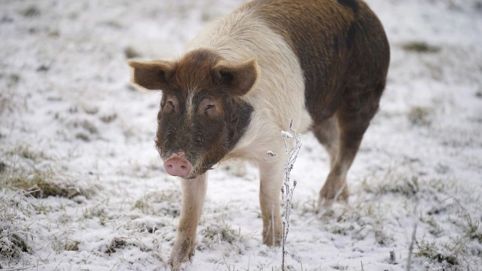 Val de aer polar deasupra României. Temperaturi negative, săptămâna viitoare, în cea mai mare parte a țării