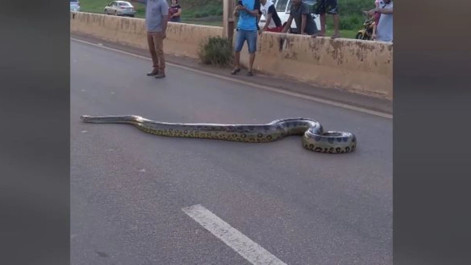 VIDEO – Imagini incredibile – Traficul întrerupt pe o autostradă pentru ca un șarpe uriaș să străbată șoseaua