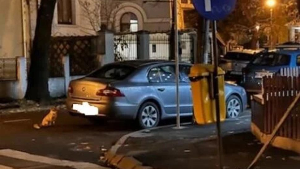 Vulpe surprinsă la nici 200 metri de Palatul Cotroceni - Avertismentul unui medic: ar putea fi TURBATĂ