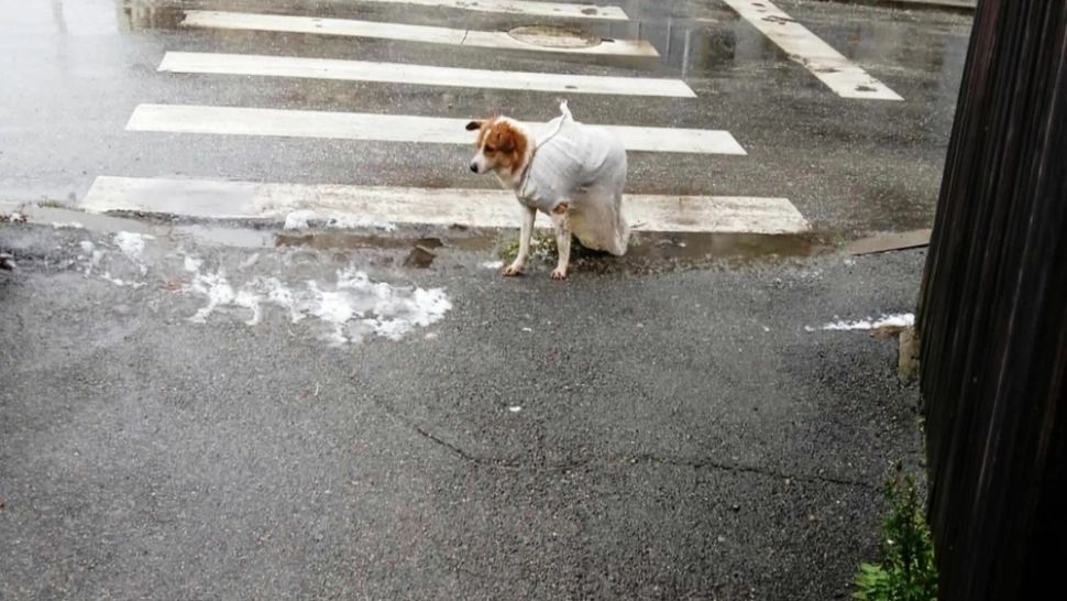  Un câine abandonat într-un sac de rafie a fost salvat. Imagini emoționante pe o stradă din Slatina