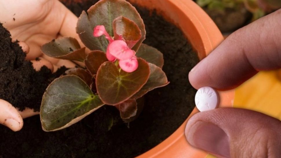 Aspirina pentru legume și flori. Ce efecte uluitoare are acest medicament banal