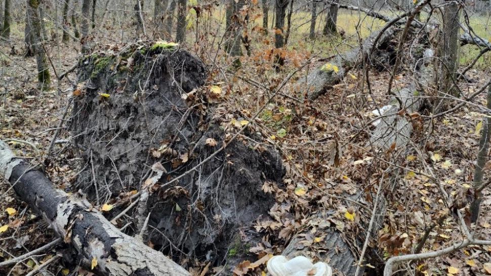 O vijelie puternică le-a smuls copacul din rădăcină. Când au văzut ce era îngropat acolo, au îngheţat! FOTO
