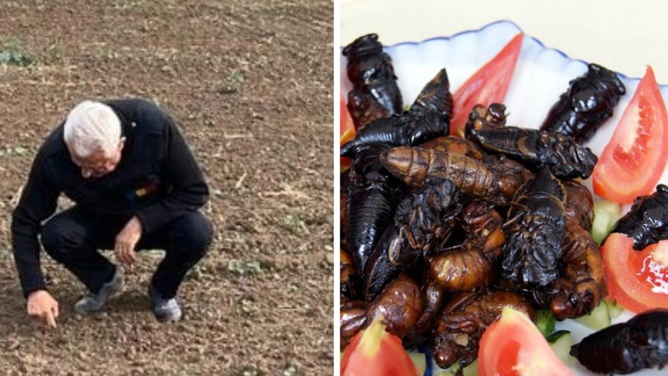 Petre Daea, mesaj pentru elita lumii de la Davos: „N-o să vedeți în farfuria noastră viermii pe care-i căutăm în bălegar!”