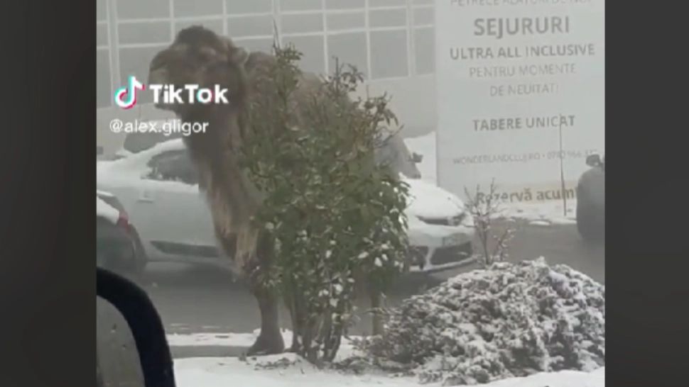 O cămilă mănâncă dintr-un pom ornamental, în curtea unui hotel din Cluj! Imaginile, virale pe TikTok - VIDEO