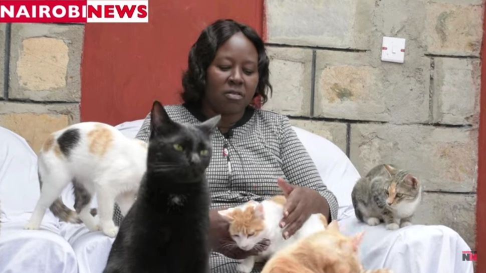 O femeie din Kenya, "mamă" a 600 de pisici! Povestea impresionantă a Sanctuarului Felin din Nairobi