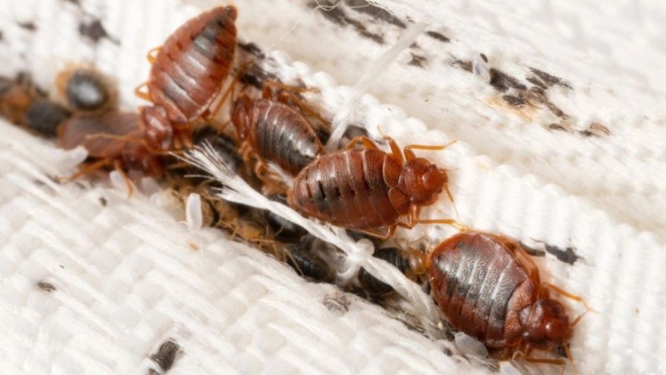 Ploșnițele de pat, coșmarul curățeniei. Cât rezista un exemplar adult fără să se hrănească cu sânge uman