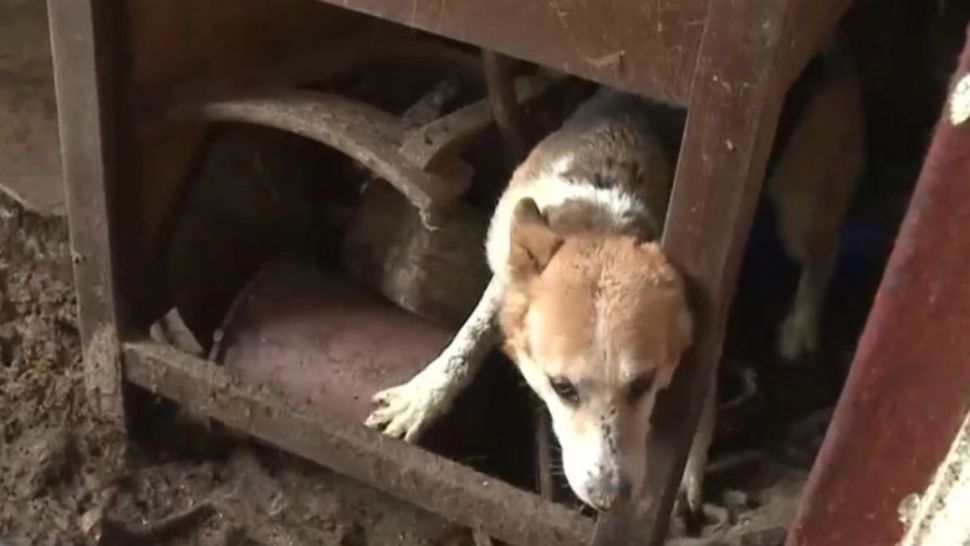 Bărbat din Olt, dosar penal pentru că tortura și înfometa zeci de câini, deși era plătit să aibă grijă de ei- VIDEO