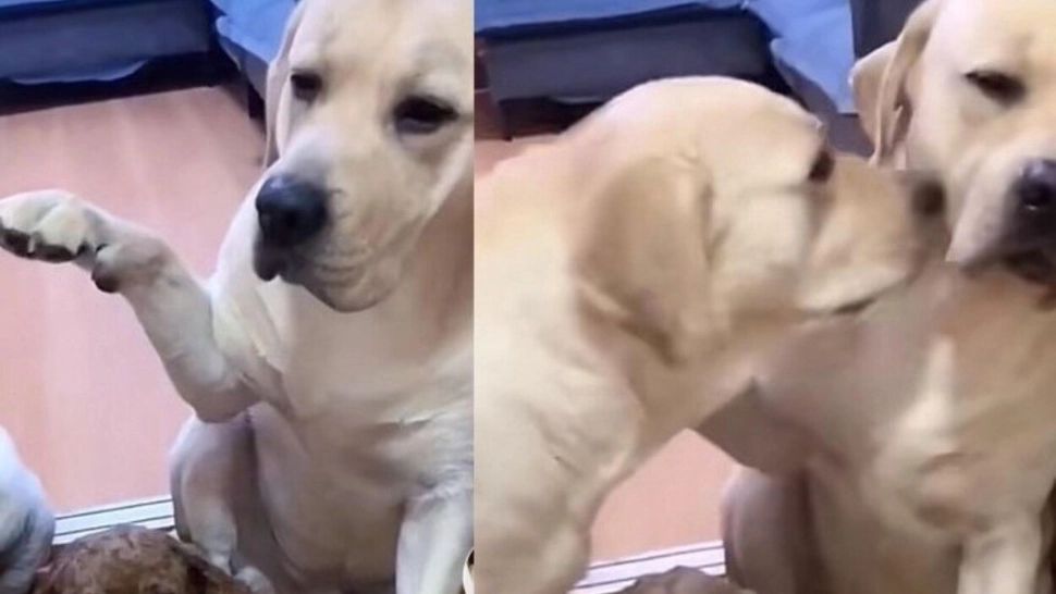 Reacția incredibilă a unui cățel, după ce fratele său l-a dat de gol că a făcut prostii  - VIDEO VIRAL