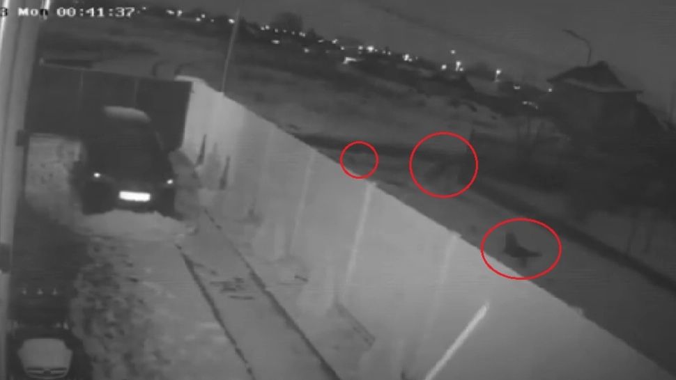 VIDEO șocant. Maidanezii au revenit pe strada unde Ana Oros a fost sfâșiată până la moarte de câini 