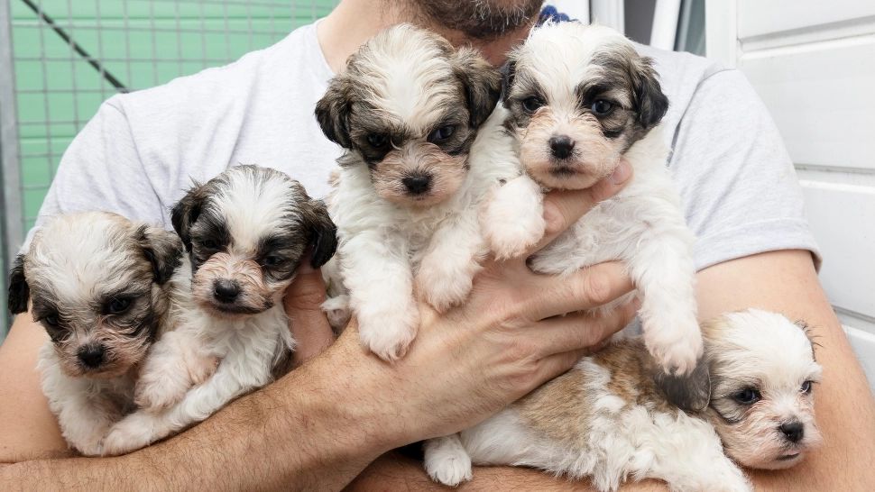 Bărbat din Buzău, trimis în spatele gratiilor pentru că a abandonat în frig 5 căței abia născuți