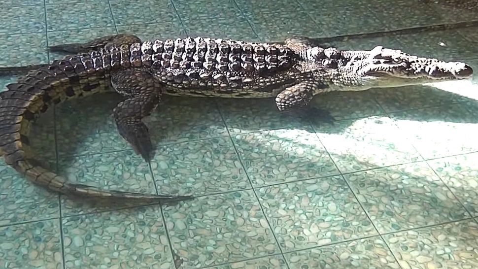 Cel mai mare crocodil din România are patru metri lungime și 300 de kilograme. „Bestia” poate fi vizitată la Grădina Zoologică Sibiu 