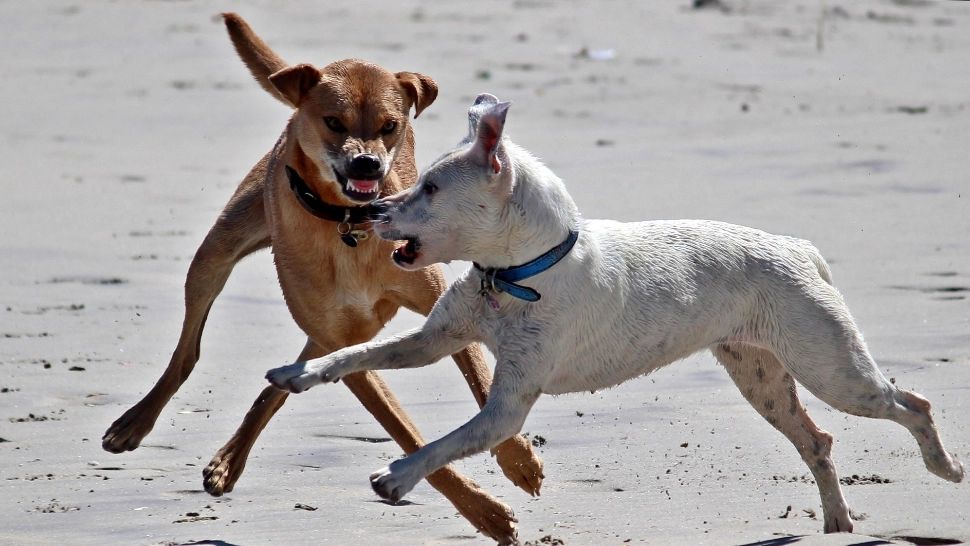 Reacția ASPA după ce primarul sectorui 6 i-a acuzat că nu au răspuns - Noi detalii despre tragedia femeii ucise de câini