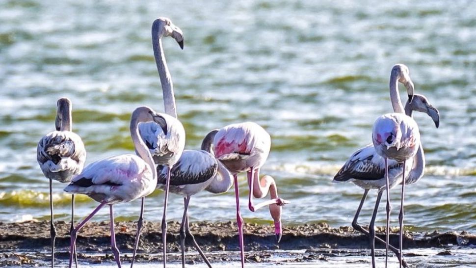Imagini spectaculoase pe litoral. Stol de păsări flamingo pe Lacul Techirghiol - FOTO