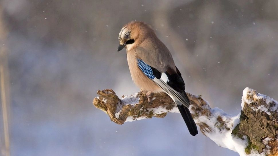 Prognoza meteo ANM actualizată: Vreme capricioasă de Paște - Vor fi precipitații