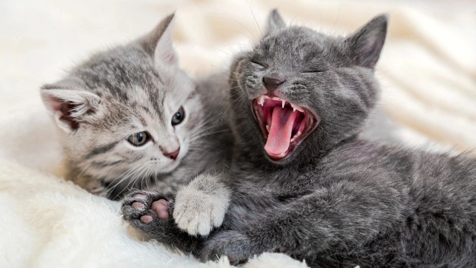 Ce înseamnă când visezi pisici. Semnele pe care ar trebui să le vezi - Descoperă mesajele ascunse