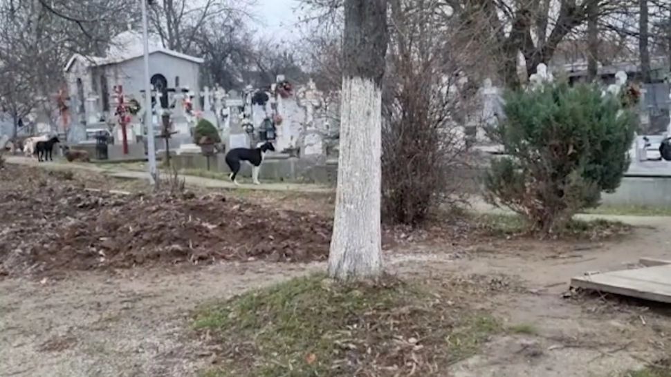 Imagini revoltătoare în cimitir: câini maidanezi lângă sicriul tinerei sfâșiate în zona Lacul Morii, din Capitală - VIDEO