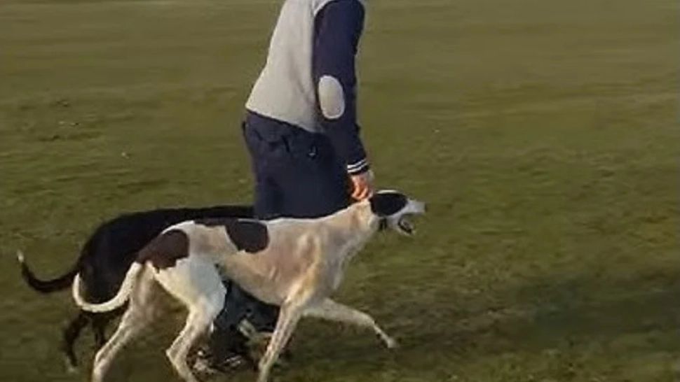 Sucevean, reținut pentru că folosea iepuri vii ca să-și dreseze câinii de vânătoare. Riscă să facă închisoare