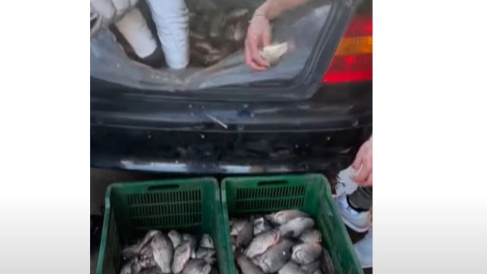 Trei tineri din Prahova au furat aproape 150 de kilograme de pește cu care au umplut portbagajul unui BMW - 