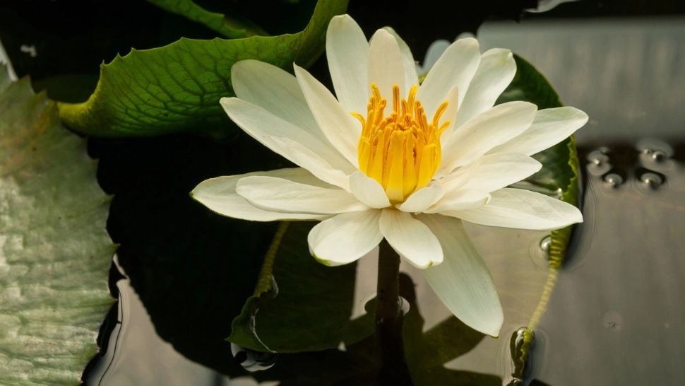 România, ofertantă din punct de vedere turistic, dar lipsită de PROMOVARE. Am rămas doar cu FRUNZA - ce spun autoritățile