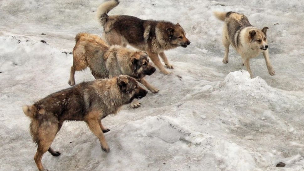 Cât costă un “RCA pentru câine” și cine este obligat să îl cumpere?