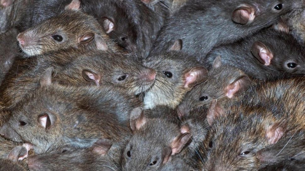 Nu vă plac șobolanii? Cele mai detestate rozătoare ne pot da lecții de adaptare 