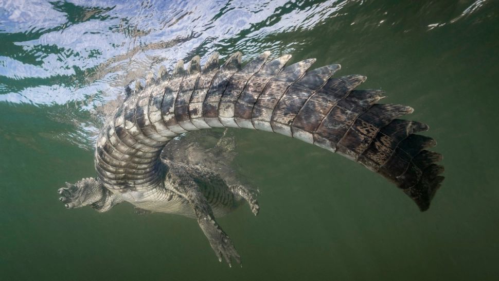 Crocodili pe Valea Oltului. Descoperirea surprinzătoare făcută de specialiști