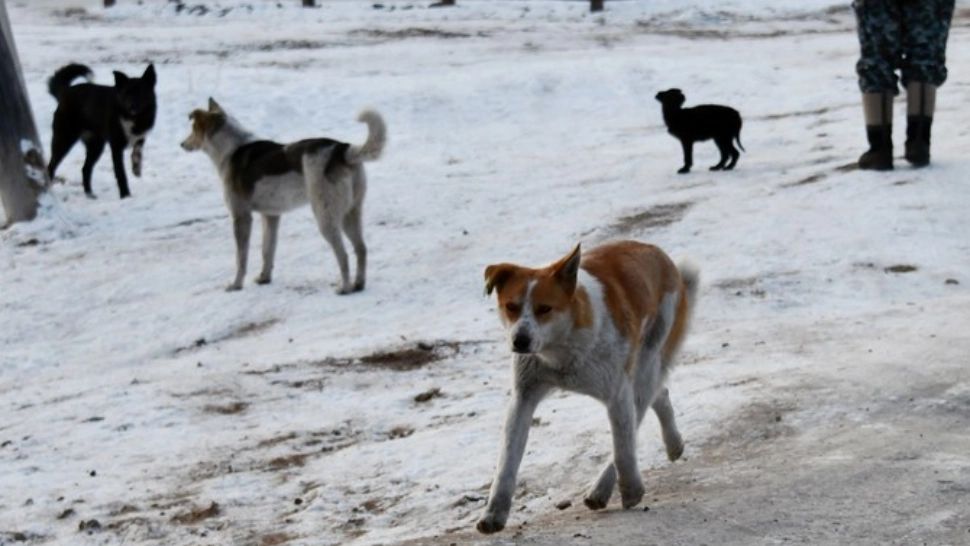 Profit colosal pentru firma care asigură hrana ASPA - Sume halucinante din mâncare de câini