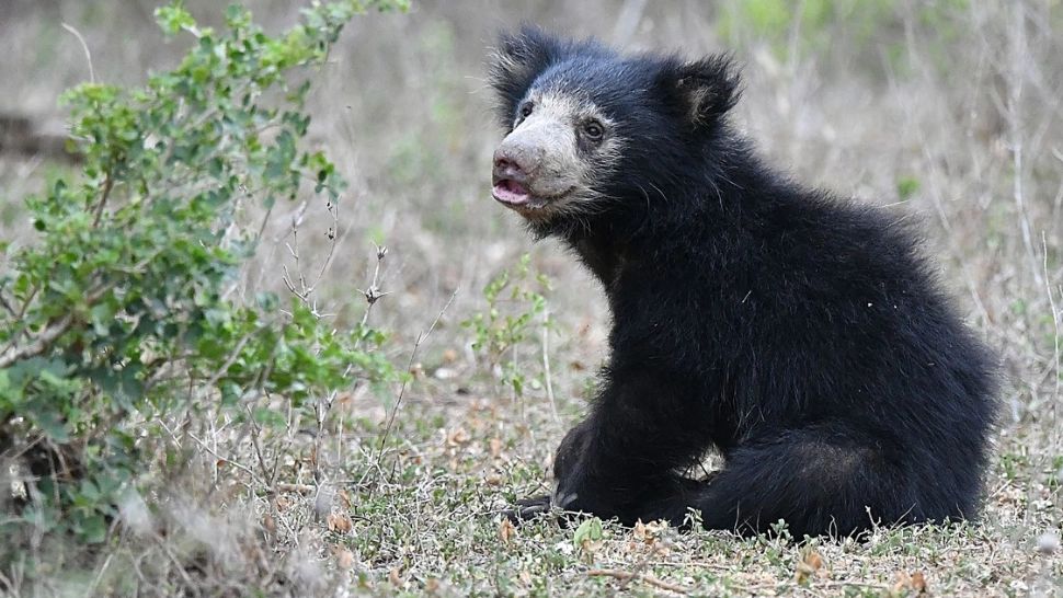 3 urşi au murit de frig. Deși pare hilară, povestea lor este dramatică