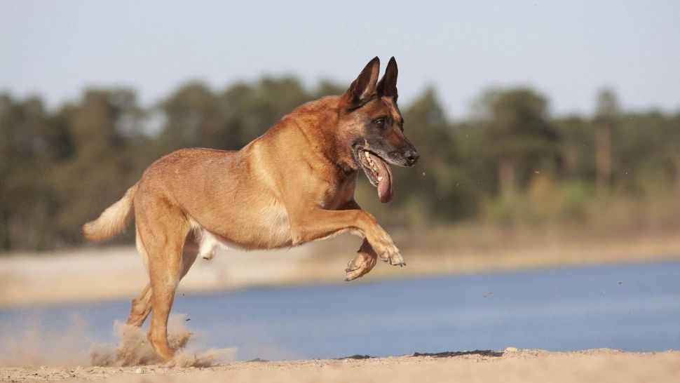 Care este cea mai inteligentă rasă de câini? Cercetătorii știu răspunsul