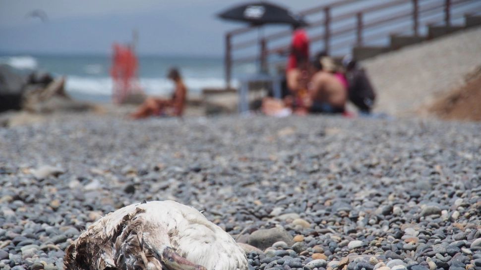 Alertă medicală. Un nou caz de gripă aviară transmisă la om. Pacientul este o fetiță de 9 ani