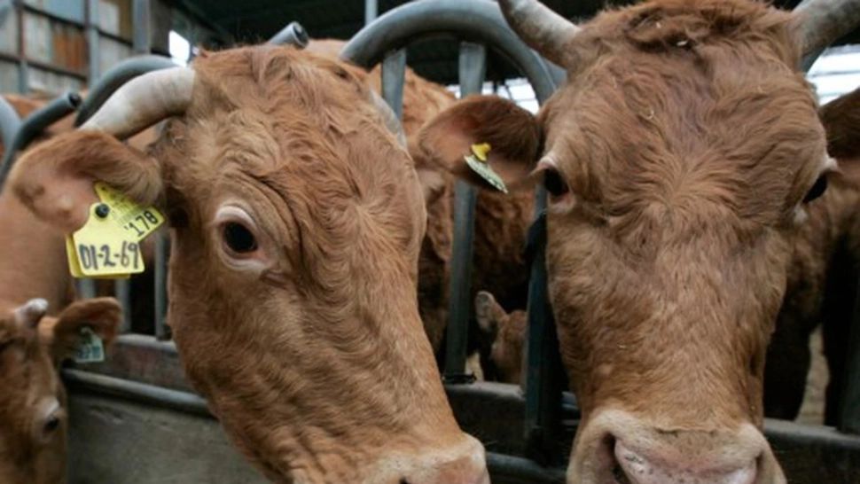 Lactate cu prețuri de coșmar pentru români - Fermierii, în prag de faliment: Duc animalele la abator din cauza scumpirilor