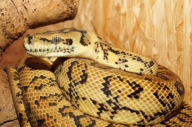 Femeie de 54 de ani, înghițită de un piton de 7 metri! Incident șocant petrecut în Indonezia