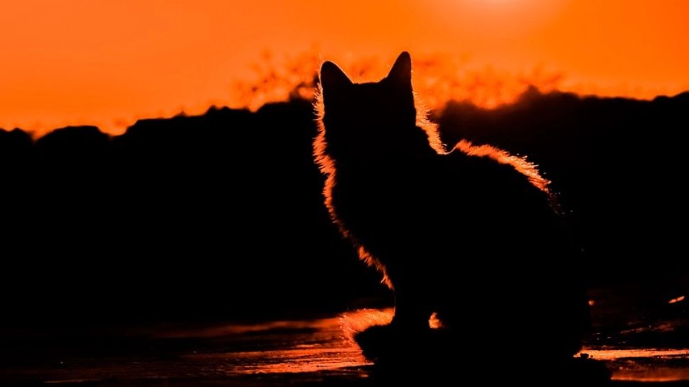 Planeta războinică a ieșit din retrograd: Un moment de respiro - Toate zodiile lovite de Marte în 2023