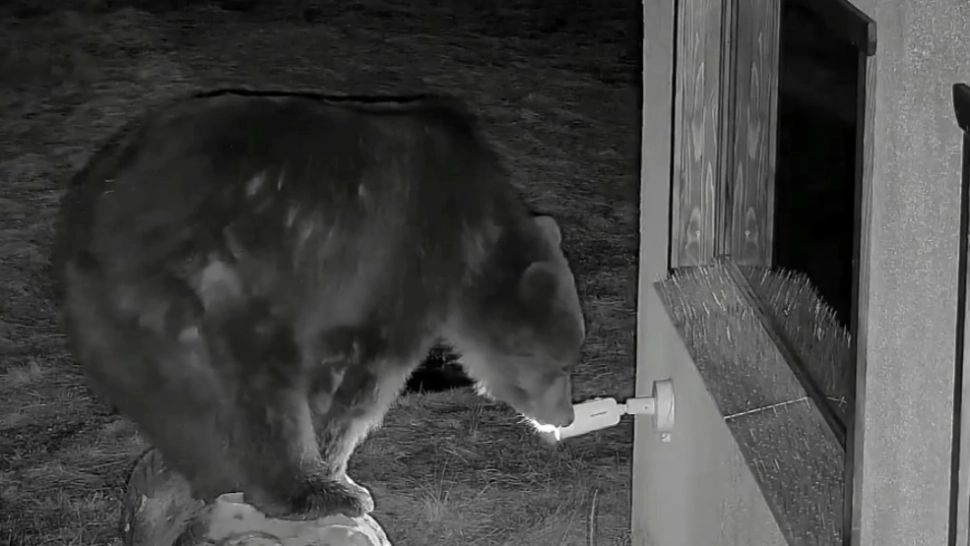 Ursul INSTALATOR. Imagini virale surprinse la un adăpost din Harghita - VIDEO