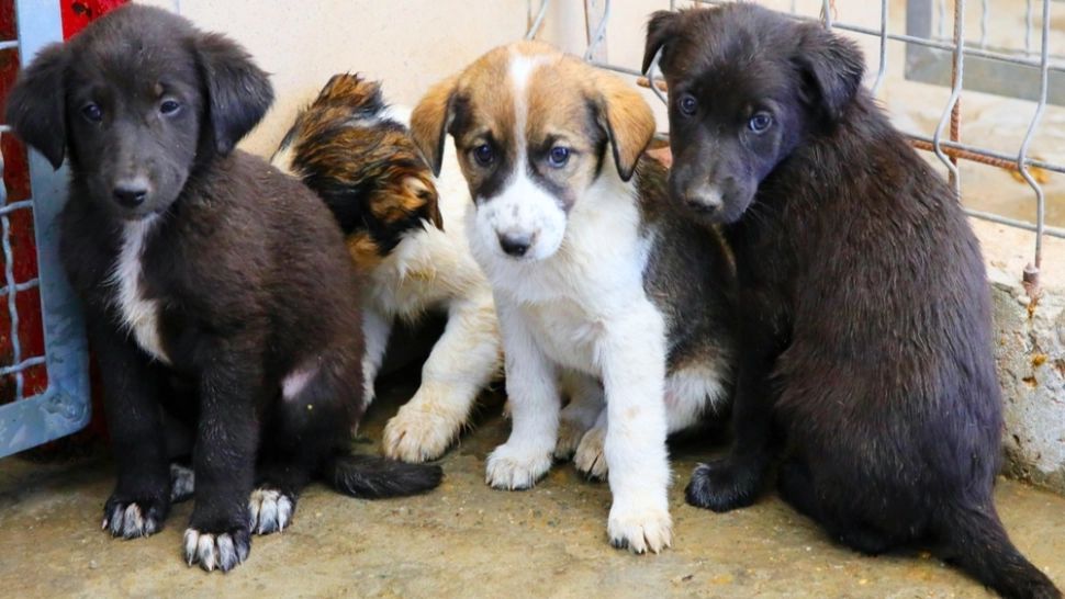 Medic veterinar cercetat pentru fals într-un dosar privind exportul a 25 de câini fără adăpost! Caz incredibil la Hunedoara